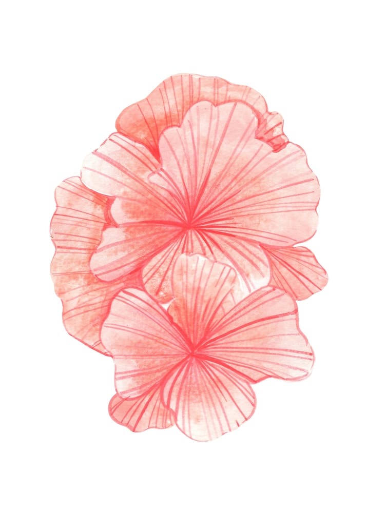Geranium