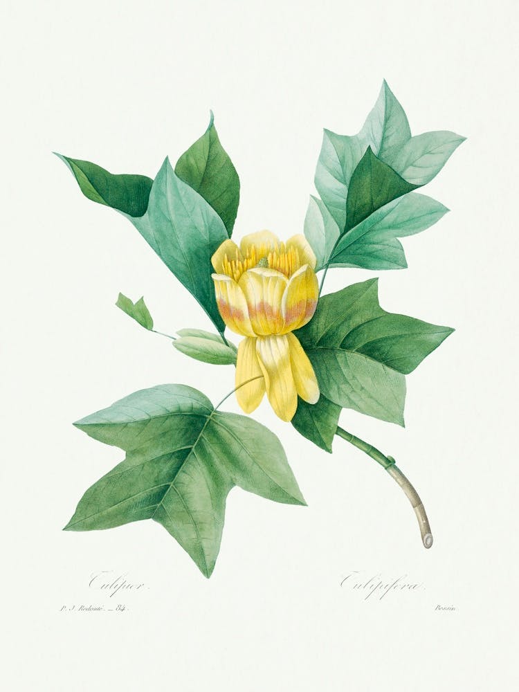 Tulipifera, Pierre Joseph Redoute