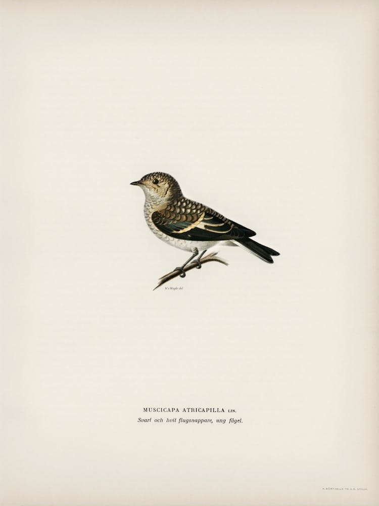 Pied Flycatcher, The Von Wright Brothers