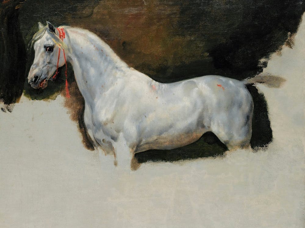 Study Of A White Horse By Horace Vernet (1789-1863)