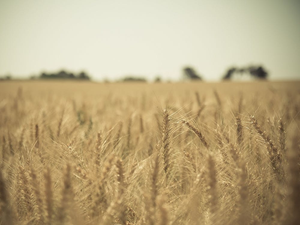 Golden Wheat Field