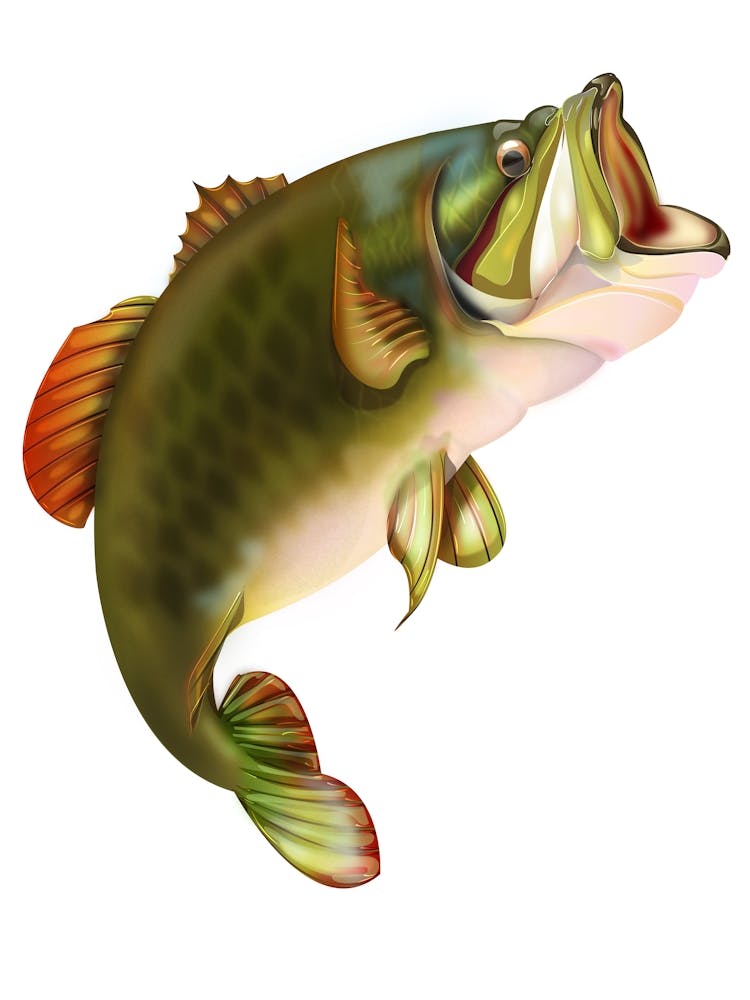 Largemouth Bass 1