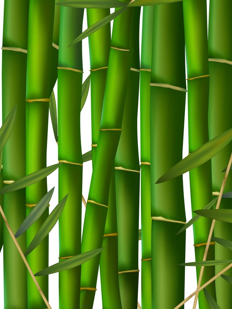 Bamboo