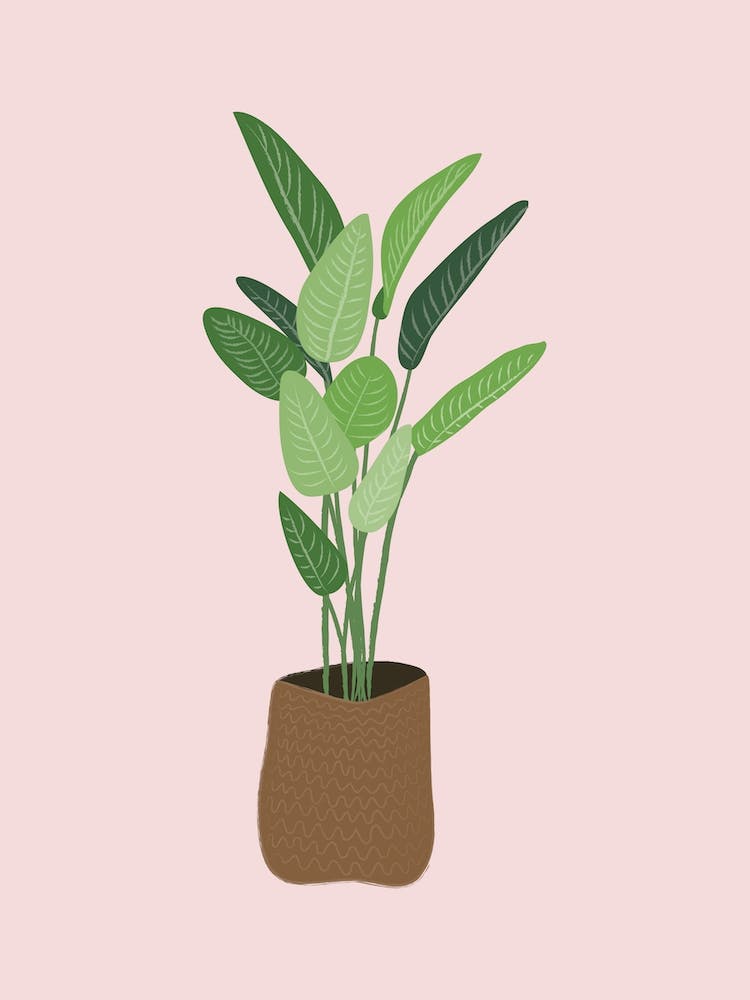Plant 2