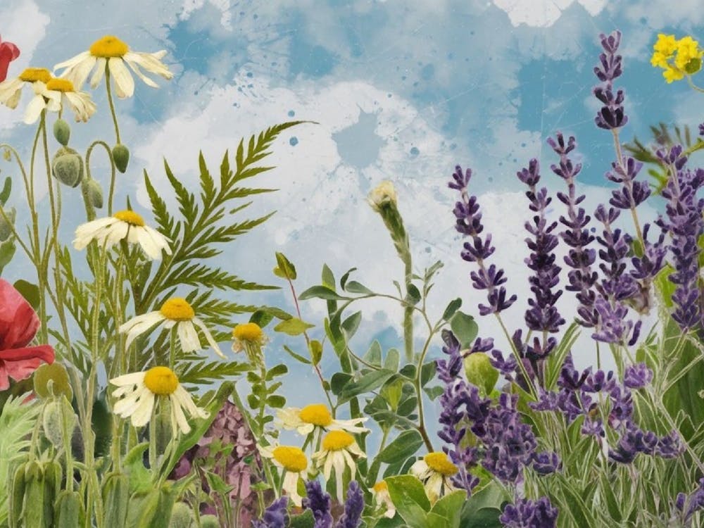 Wildflowers Floral Meadow