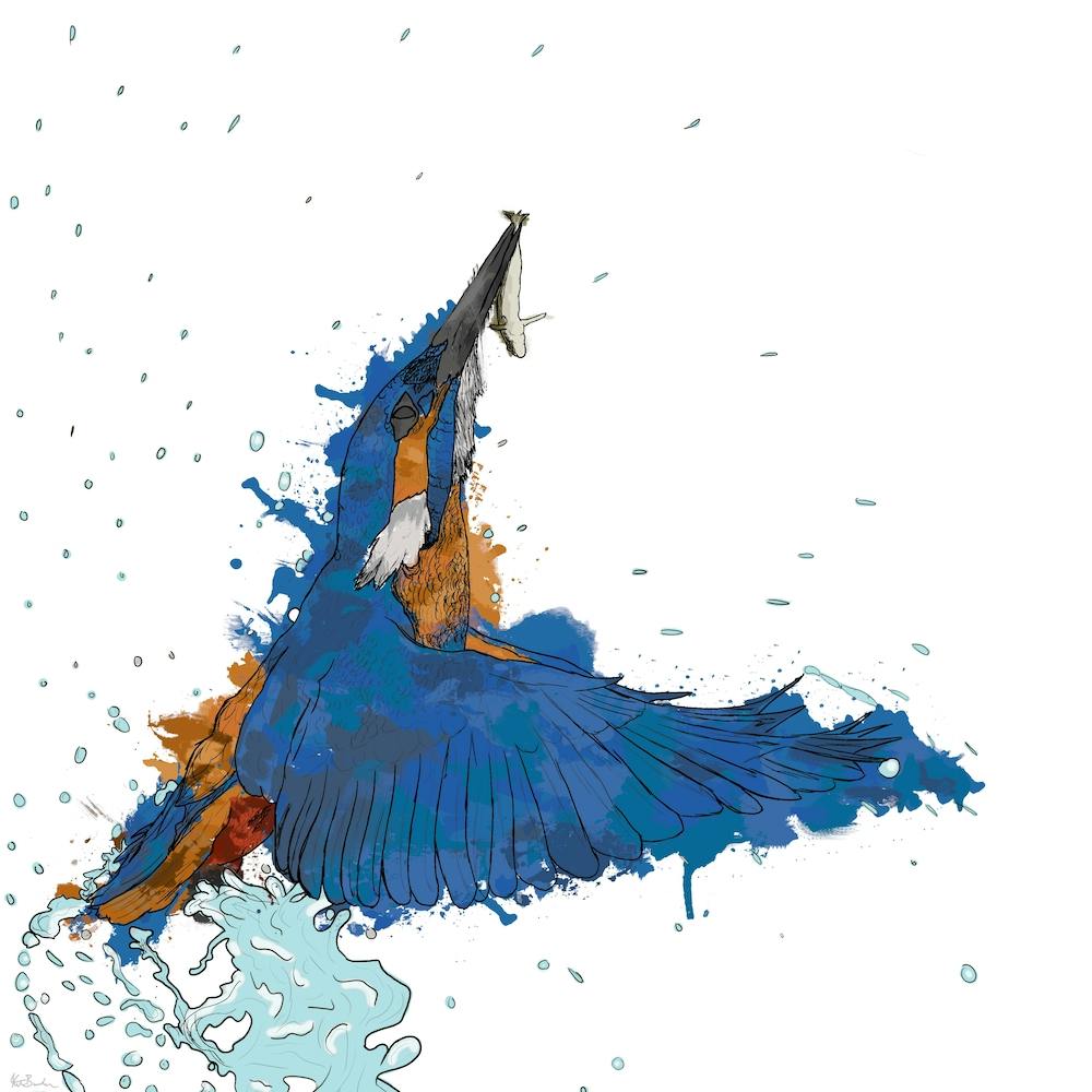 Kingfishers Catch White Square