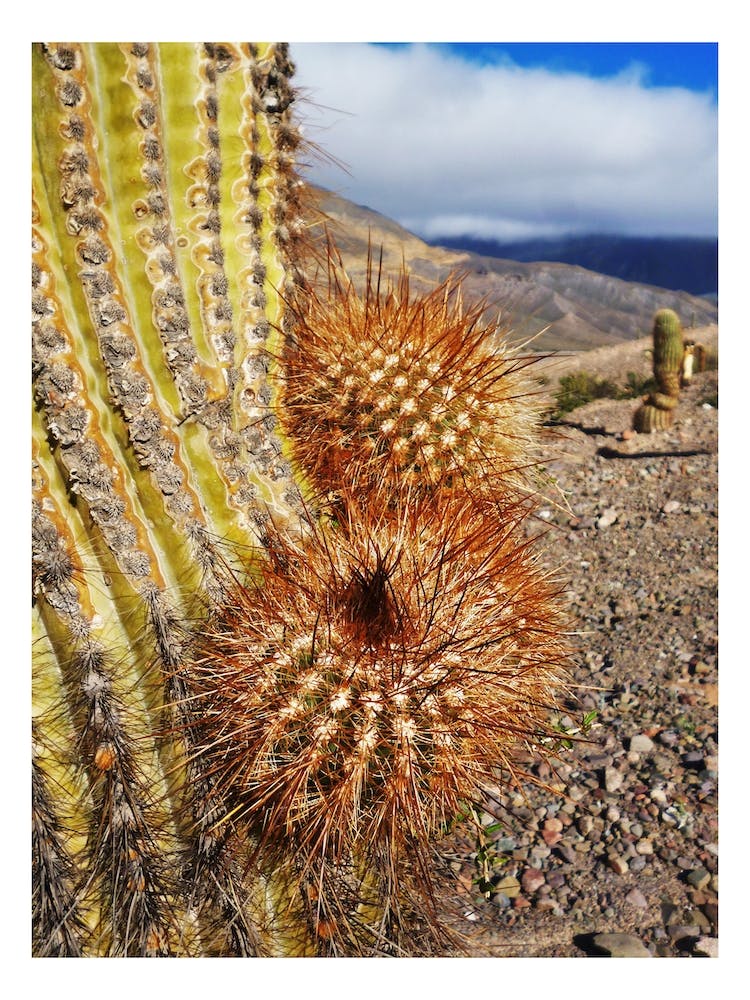 Cactus