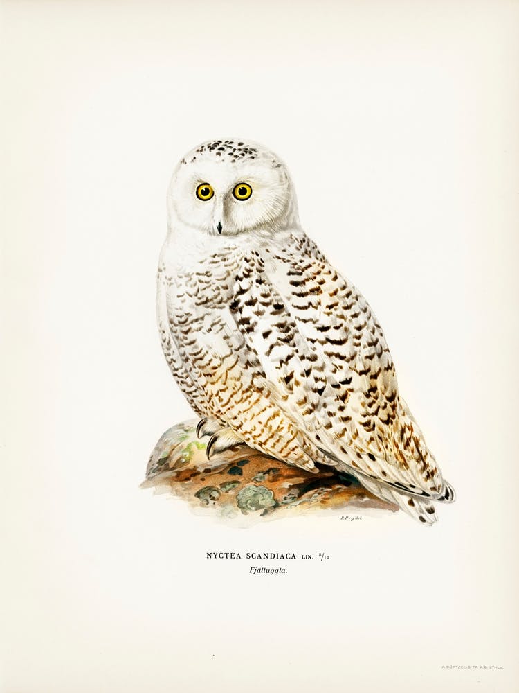Snowy Owl (Nyctea Scandiaca), The Von Wright Brothers
