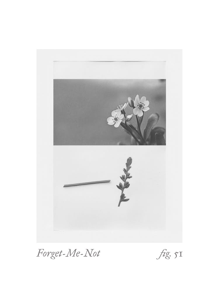 Collage Botanique Myosotis 1