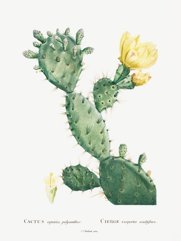 Aloe Opuntia Polyanthos Image From Histoire Des Plantes Grasses, Pierre Joseph Redoute