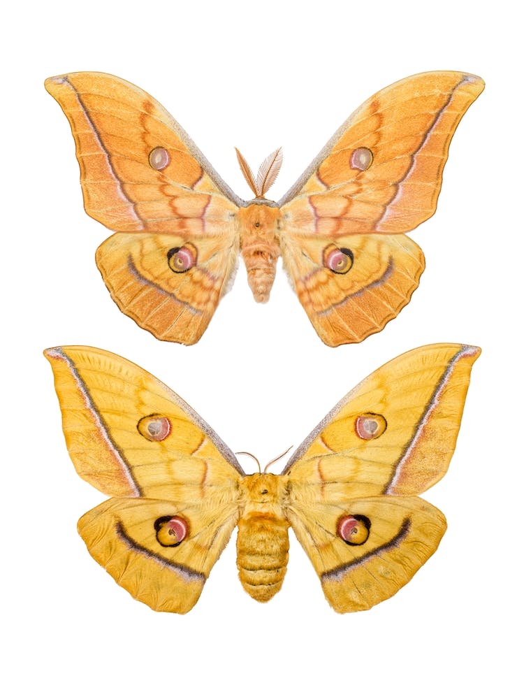 Two Creme Colored Butterflies 2