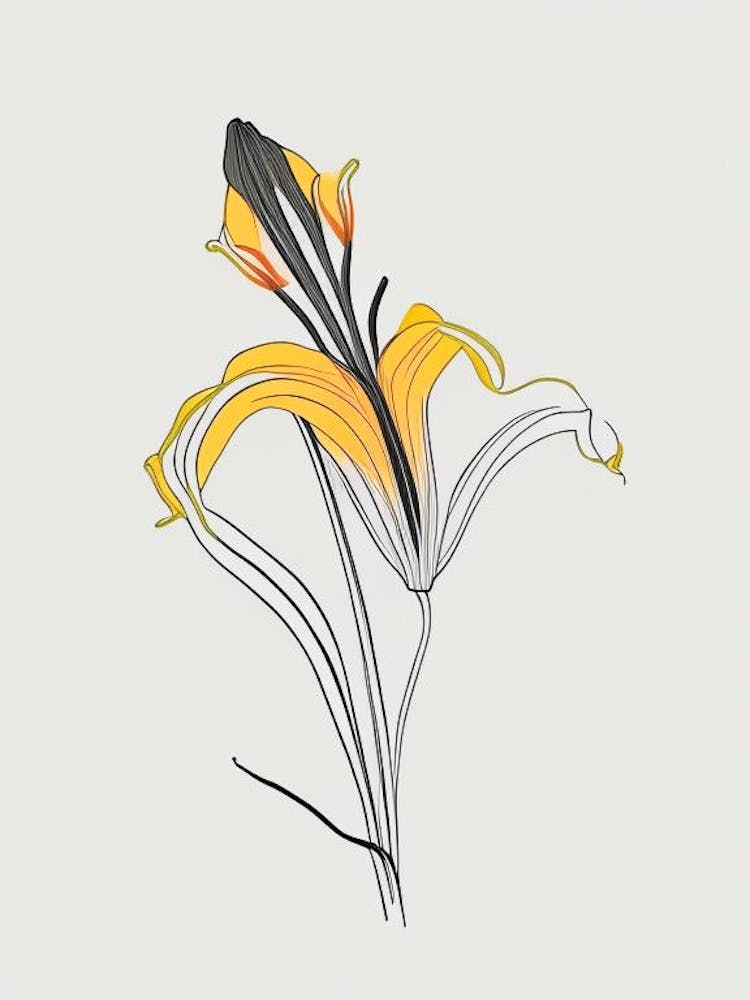 Tiger Lily Floral Minimal Line Drawing 2 Flower