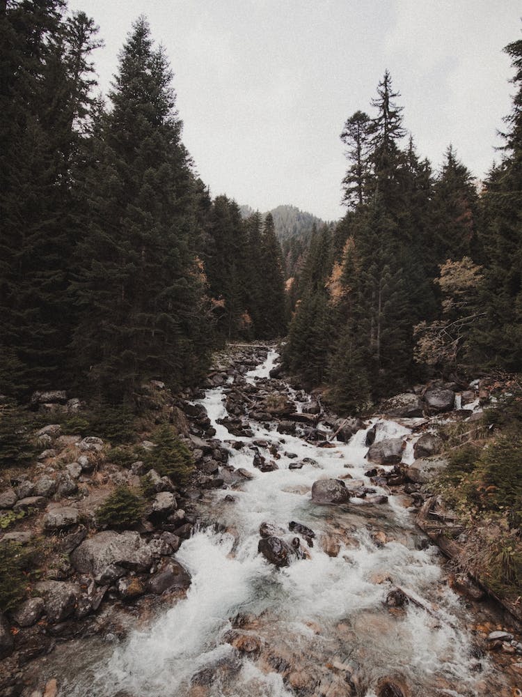 Ruisseau Forestier Rustique