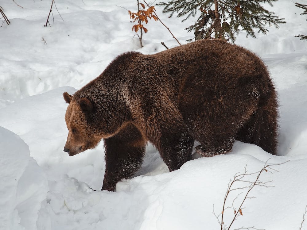 Bear Ready To Hibernate
