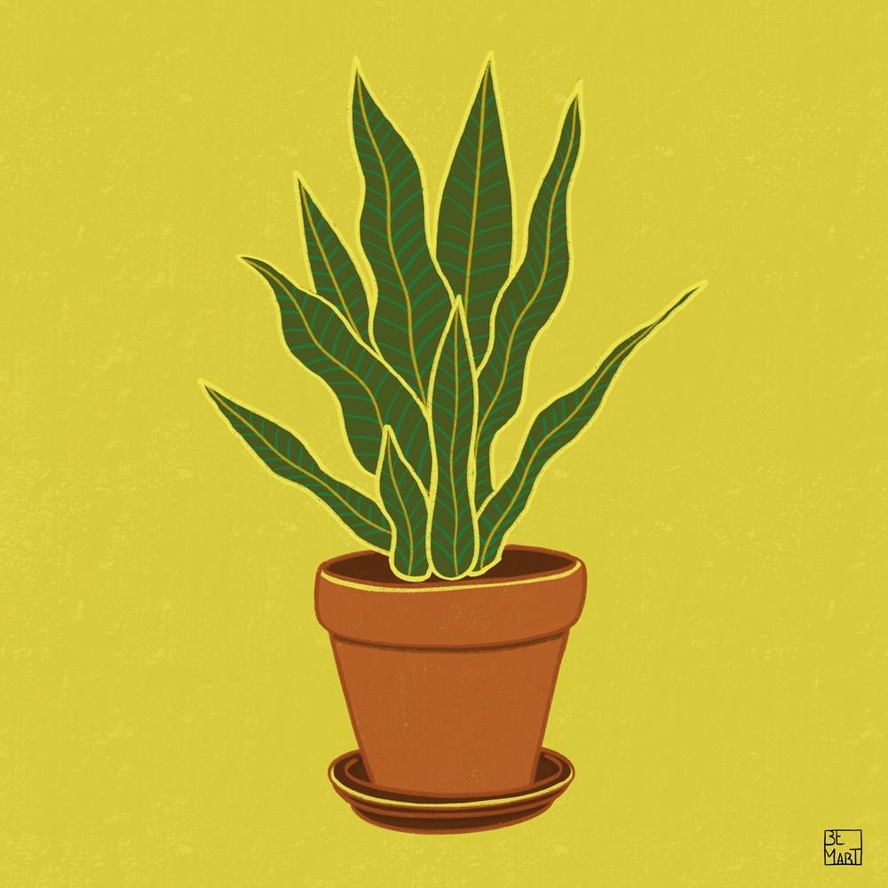 Long Leaved Plant Square