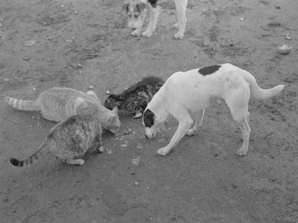 Dogs And Cats Eating Together, Farm Scene Near Weslaco, Texas By Russell Lee