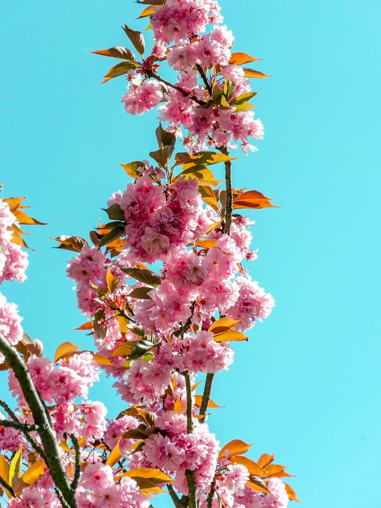 Cherry Trees In Bloom 01