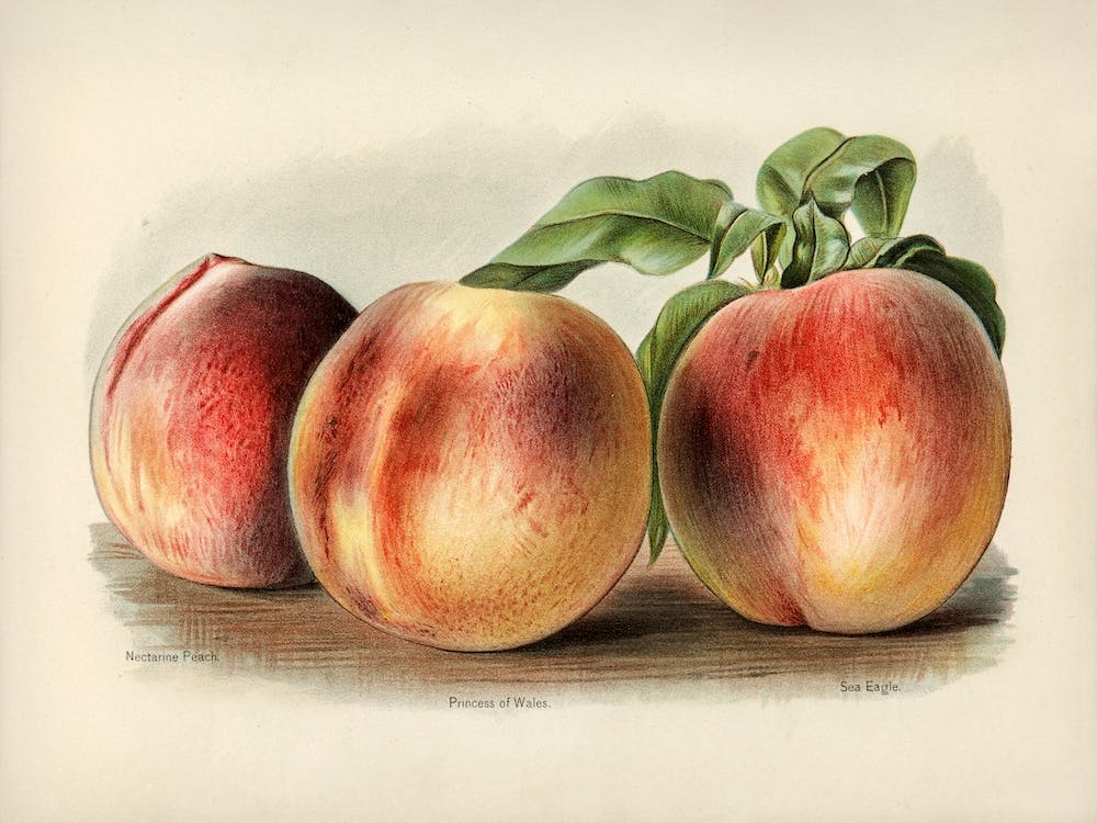 Vintage Illustration Of Peach, John Wright