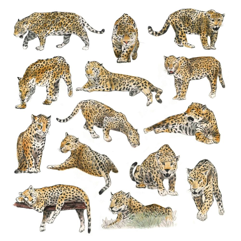 Jaguars Square