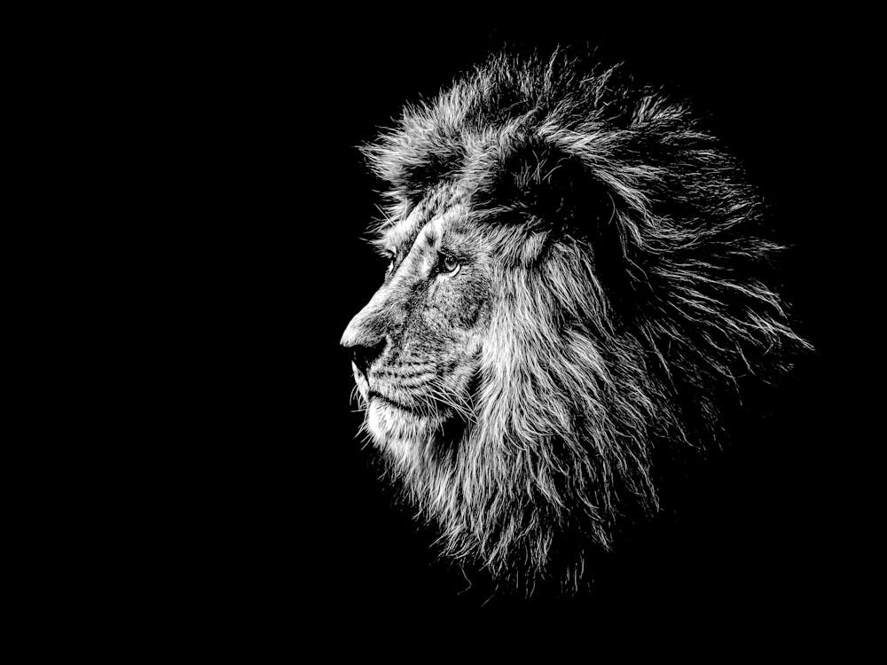 Lion Head 1