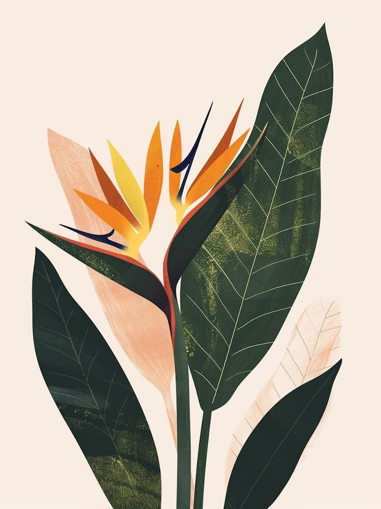 Bird Of Paradise Plant Minimalist Illustration 4