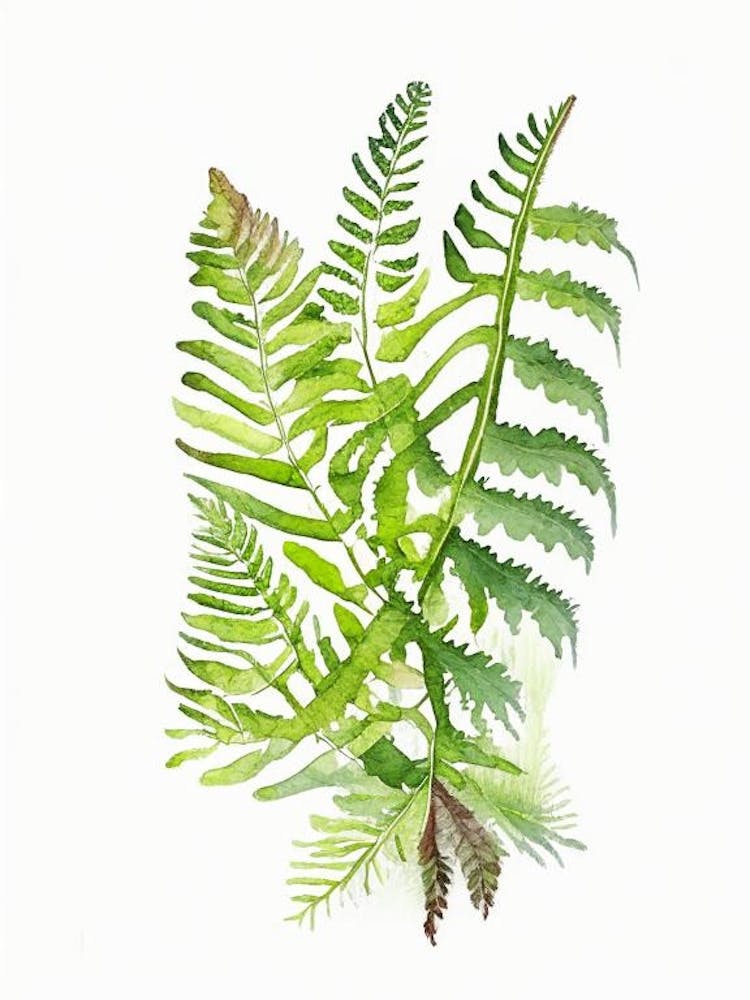 Immergrünfarn-Wildblume Aquarell 1
