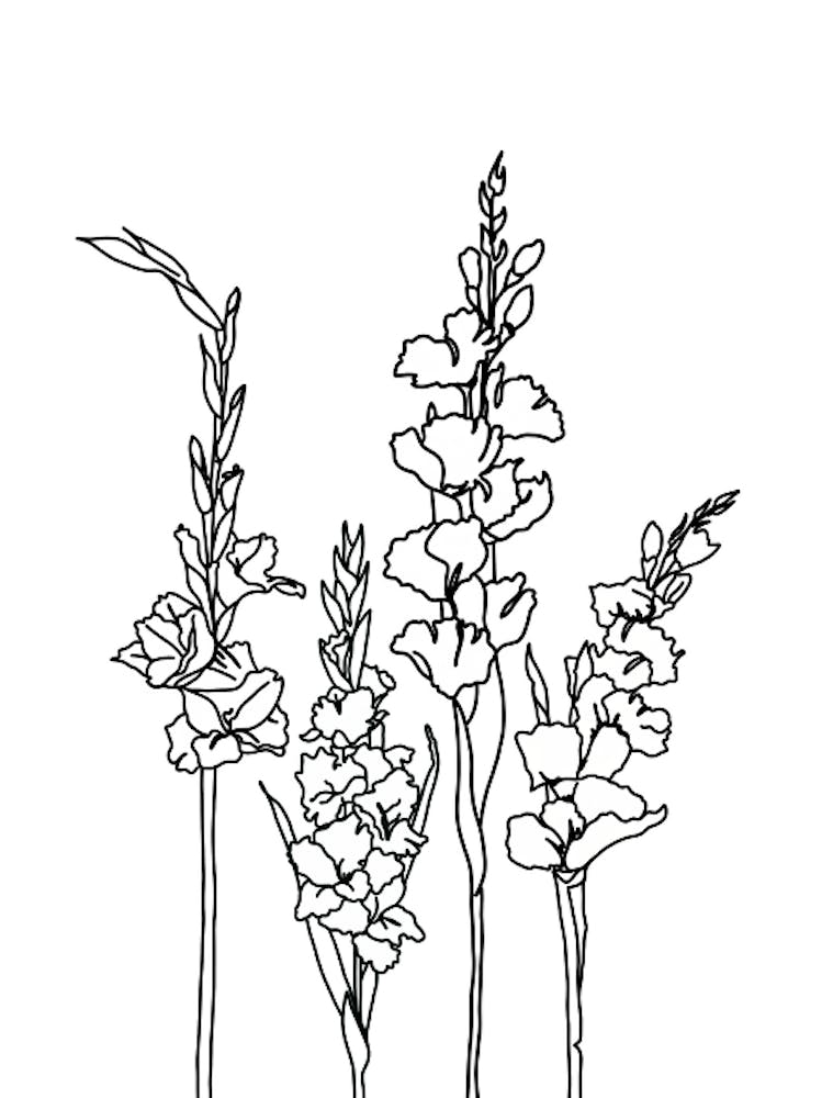 Gladiolus Drawing