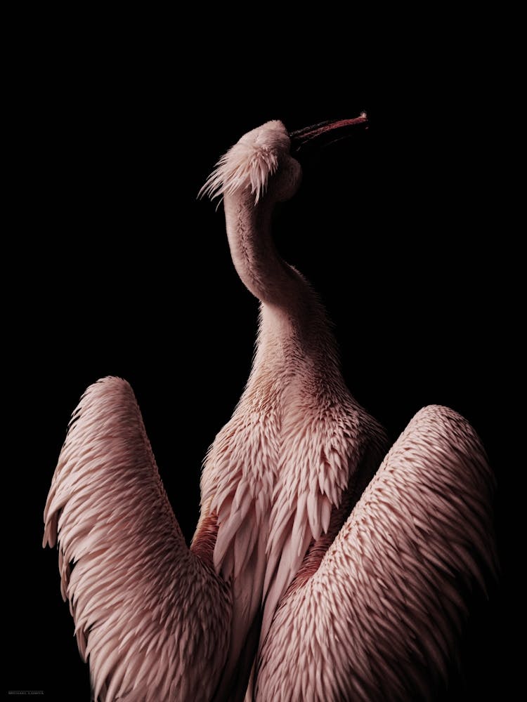 Pink Pelican