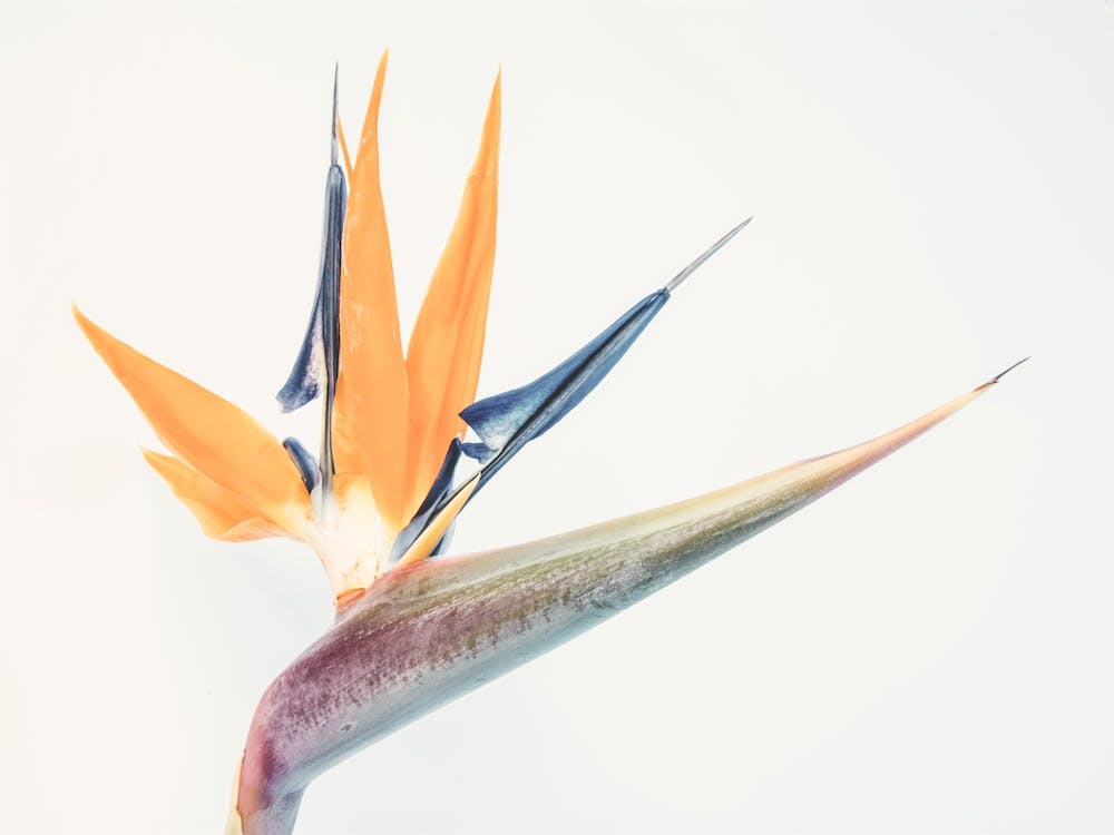 Bird Of Paradise