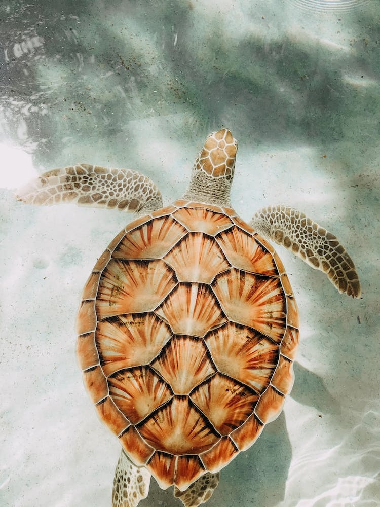 Sea Turtle Swimming