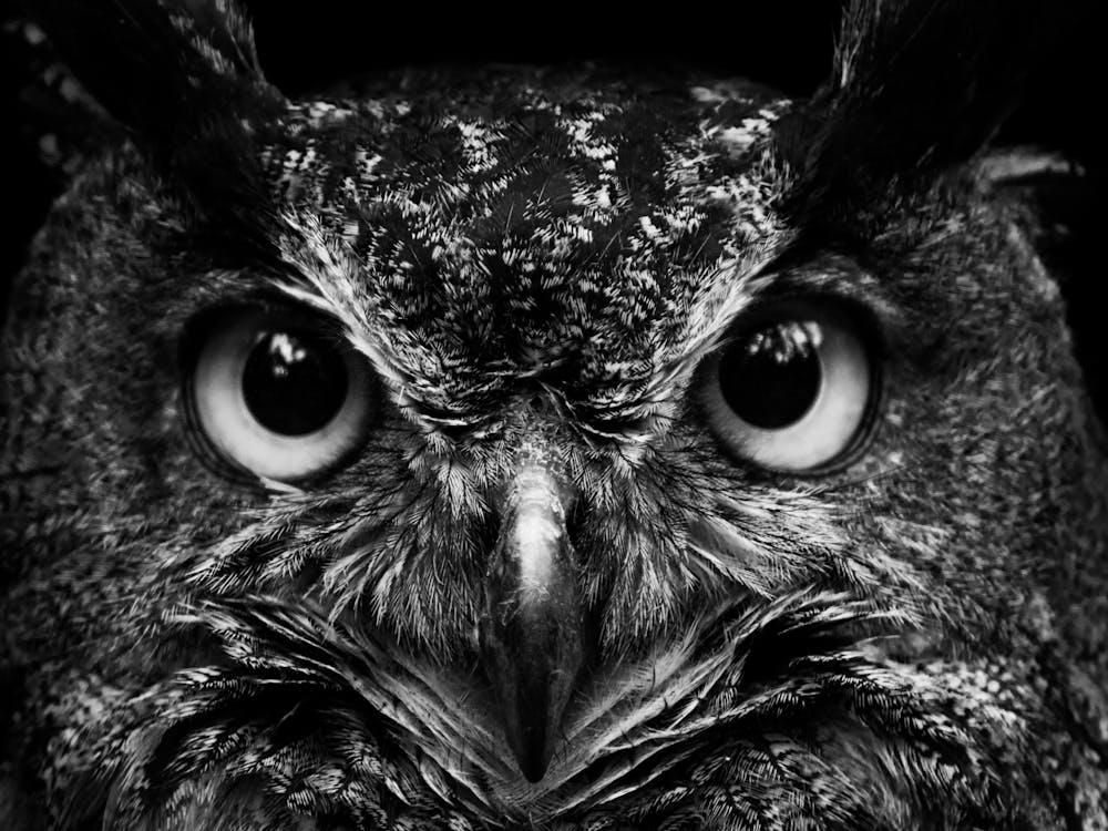 Owl Portrait