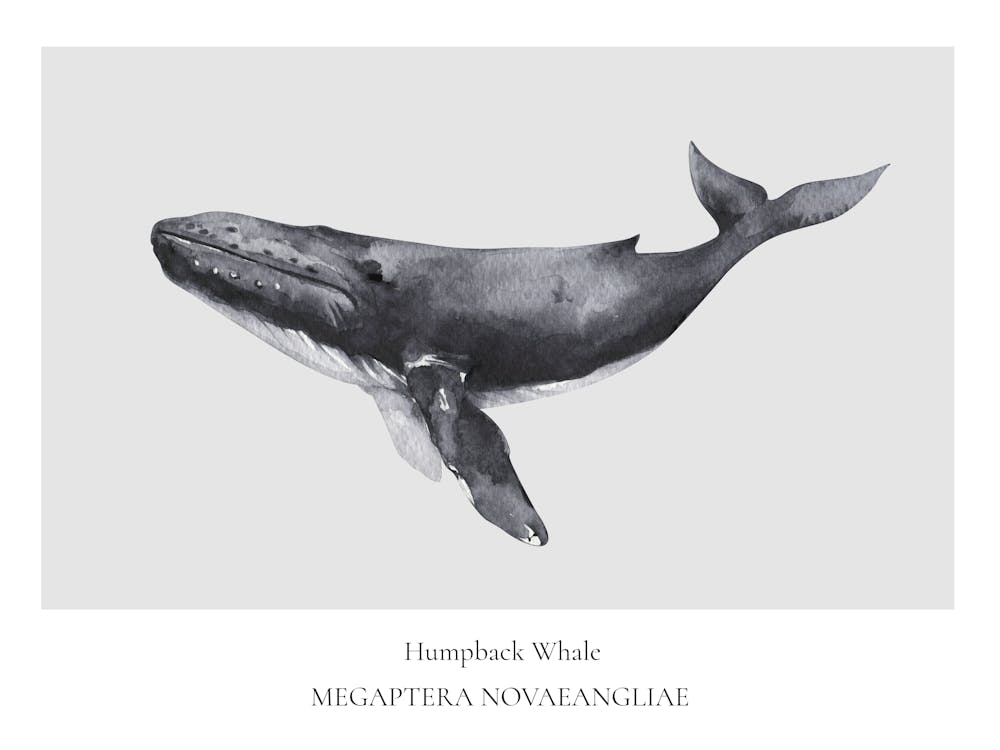 Whale And Whale