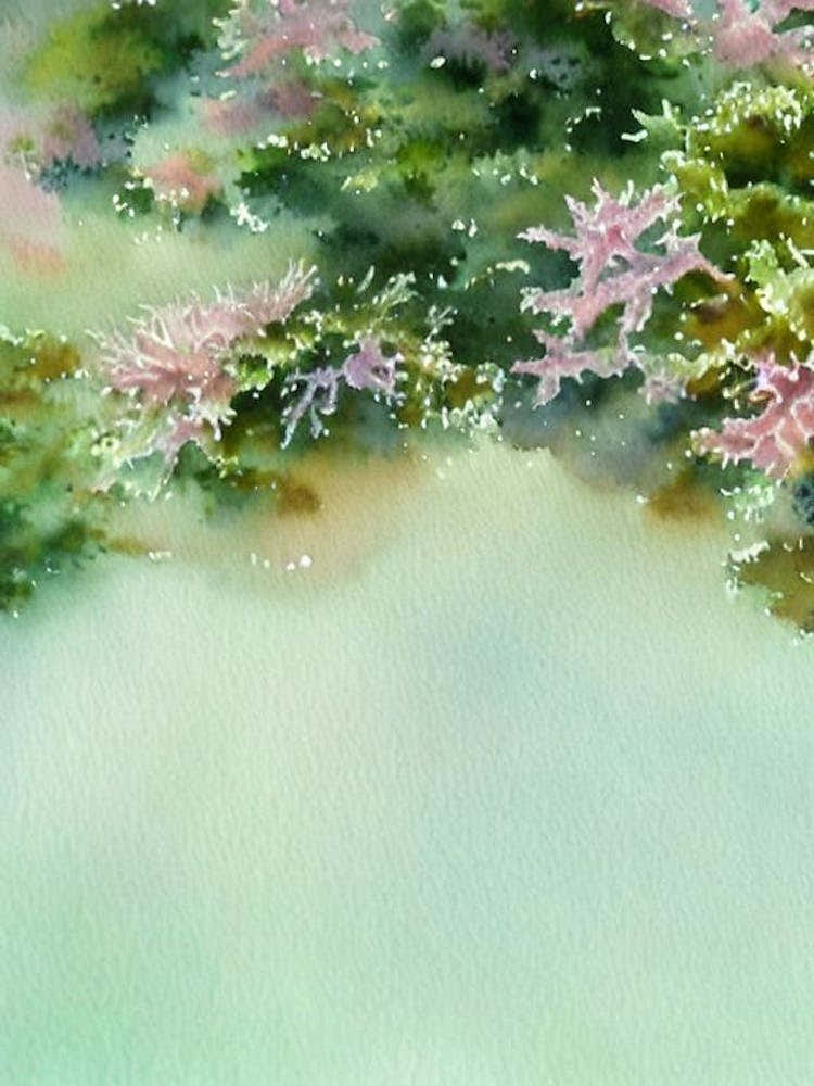 Acropora Granulosa Ii Storybook Watercolour