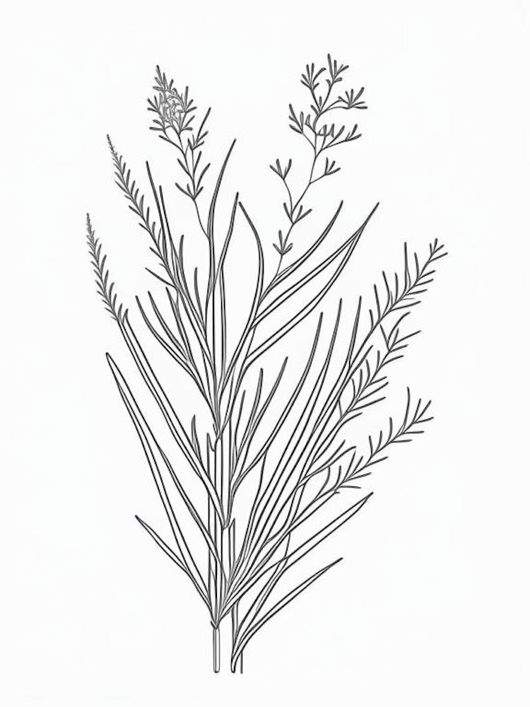 Ephedra Herb William Morris Inspired Line Drawing 1