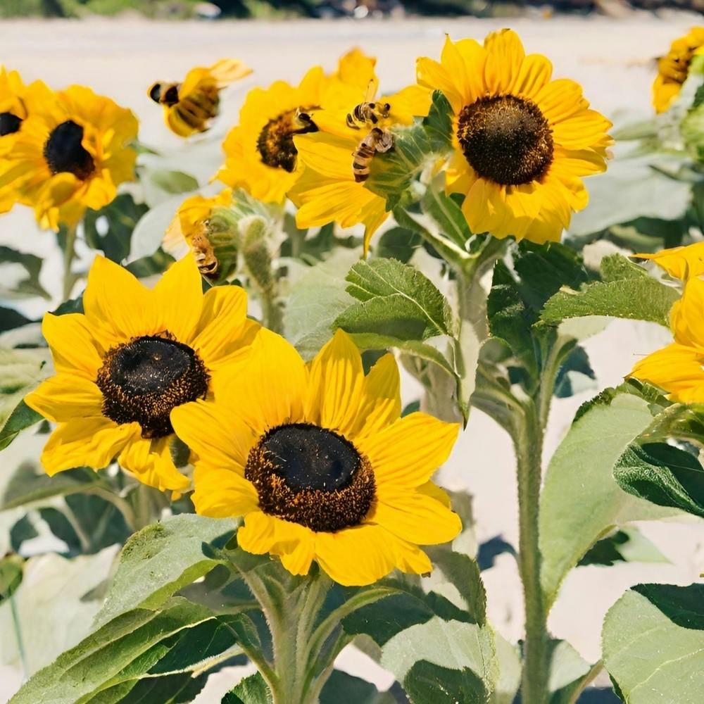 Sunflowers On The Beach