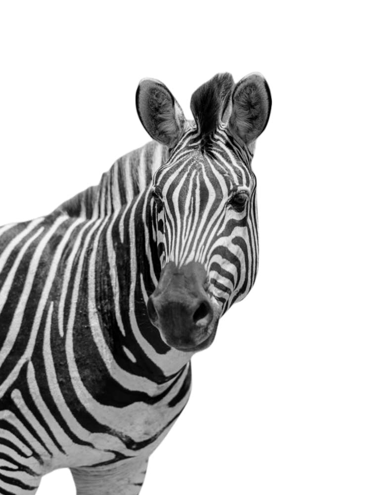 Zebra Animals Portrait