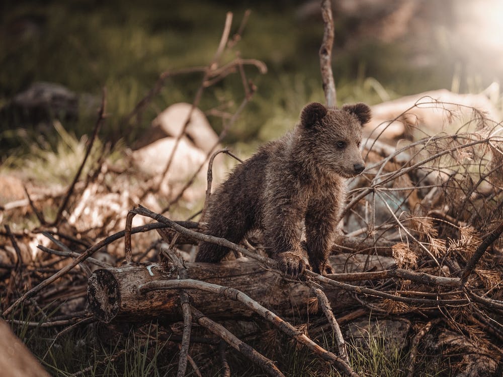 Kleiner Braunbär im Wald