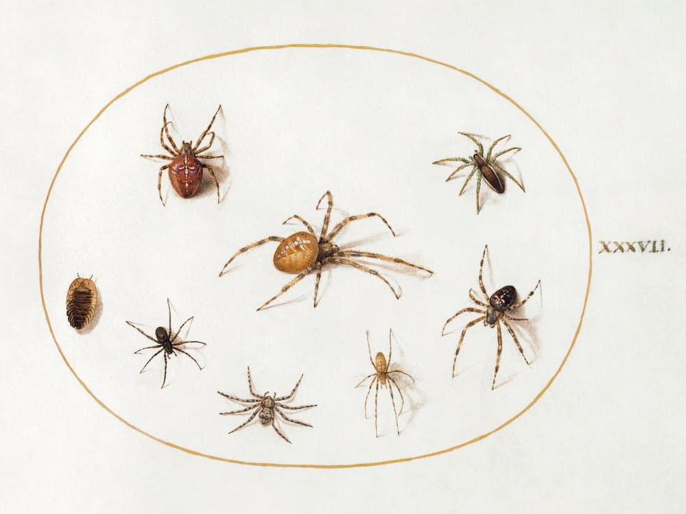 Seven Spiders And An Insect (1575–1580), Joris Hoefnagel