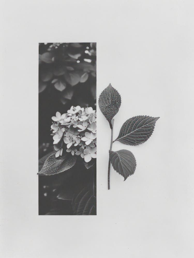 Hydrangea Flower Photo Collage 2