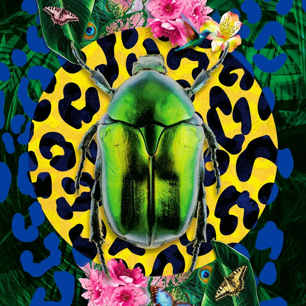 Insect Scarab Beetle Leopard Print Blue 1