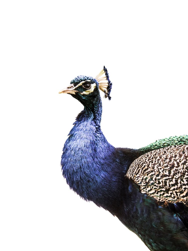 Peacock Isolated On White