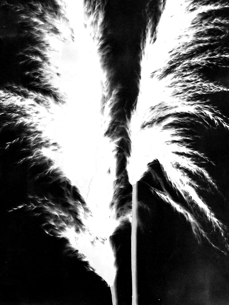 Black white pampas grass