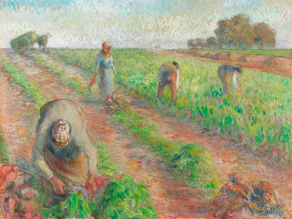 The Beet Harvest (1881), Camille Pissarro