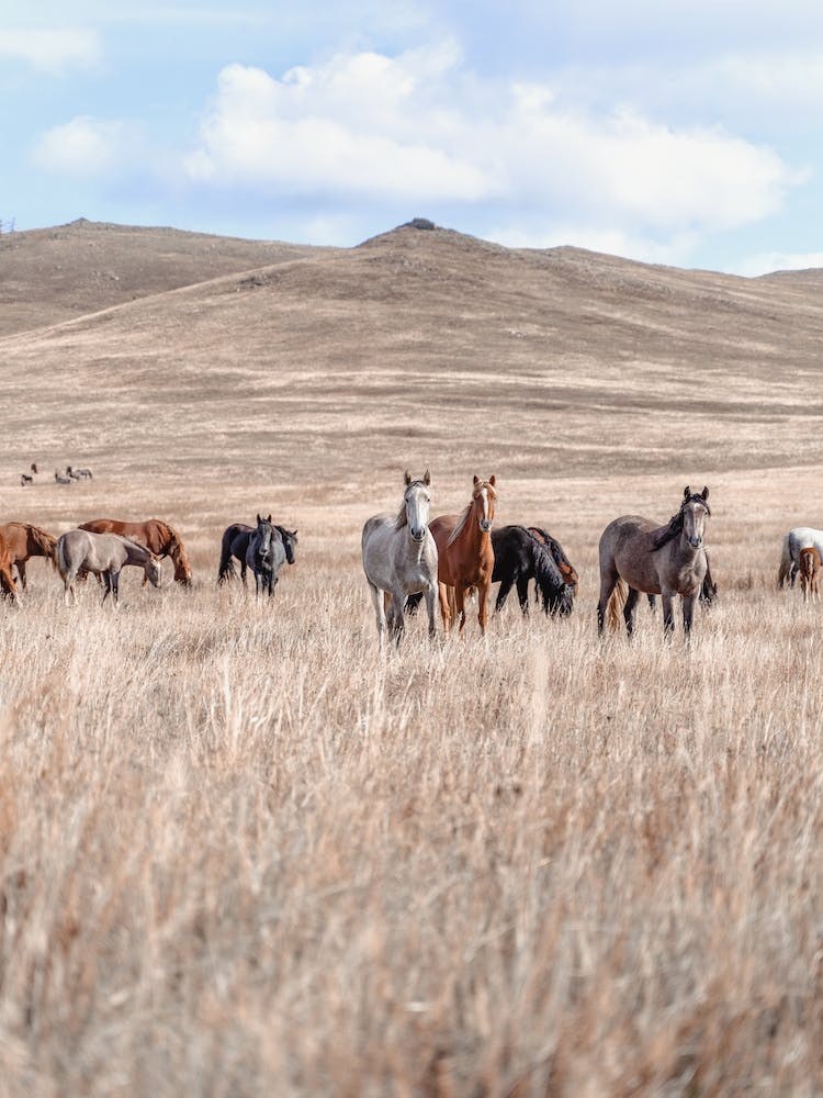 Wild West Horses