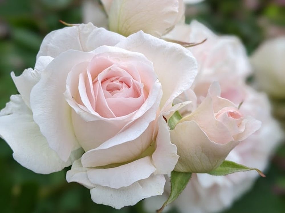 Weiße Rosen
