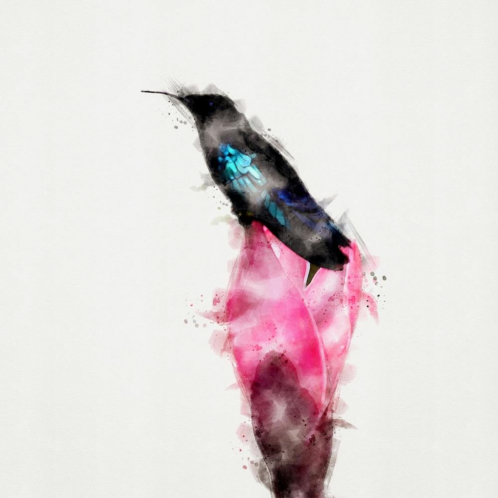 Hummingbird Watercolor Square