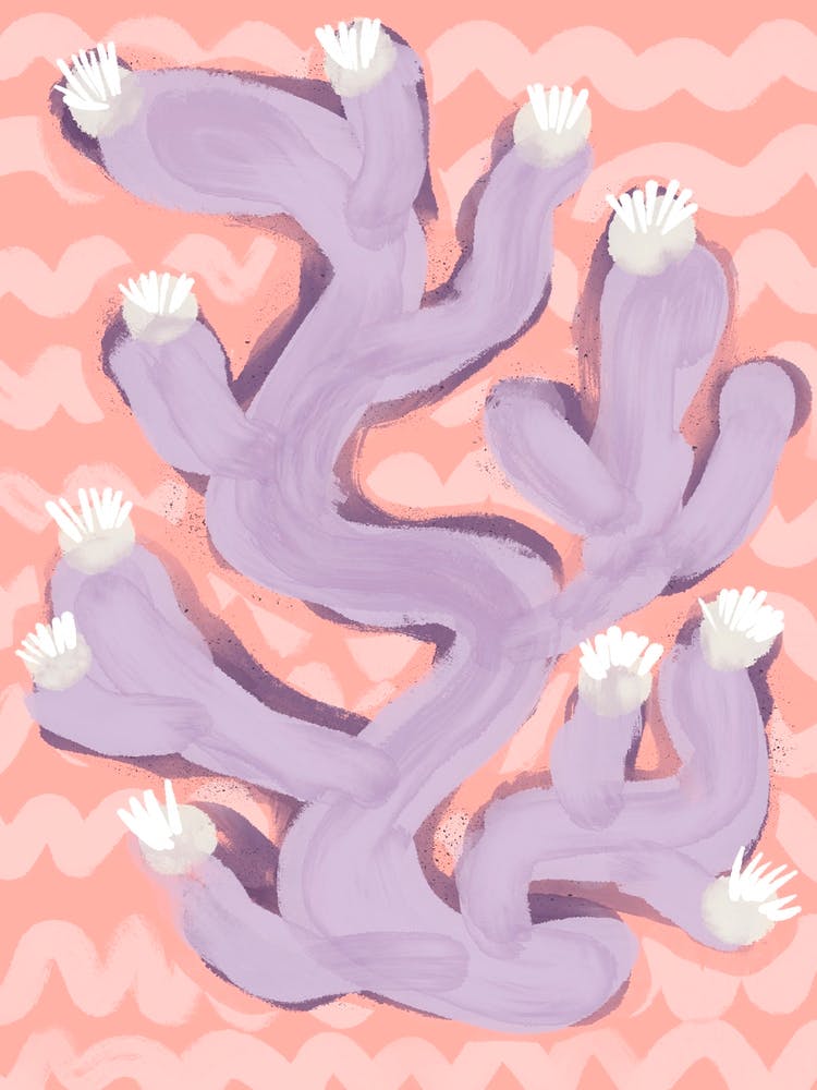 Purple Coral