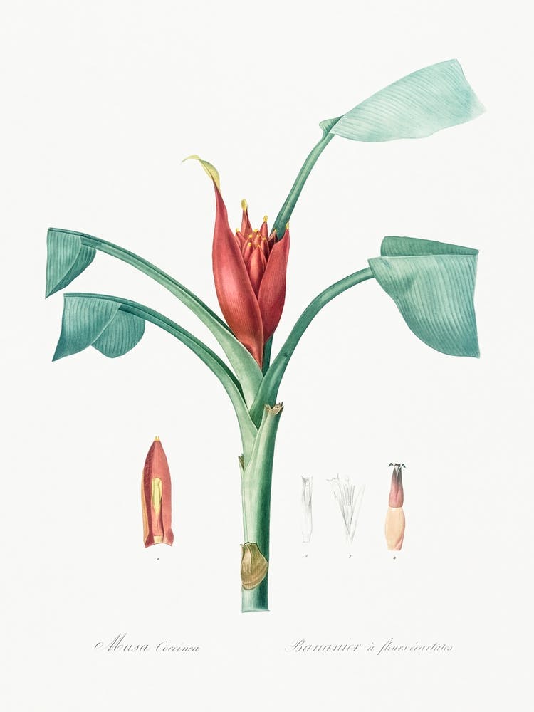 Scarlet Banana, Pierre Joseph Redoute