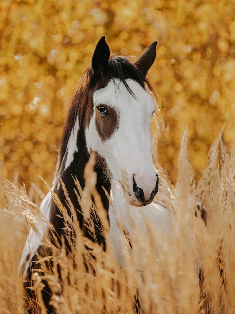 Horse In Wheat Field