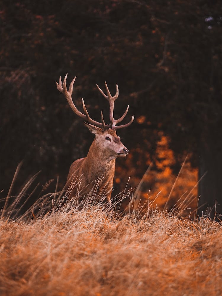 Warm Autumn Deer